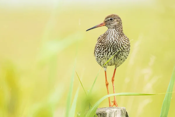 Çiftlik arazisindeki bir direğe tünemiş yaygın redshank (tringa totanus)