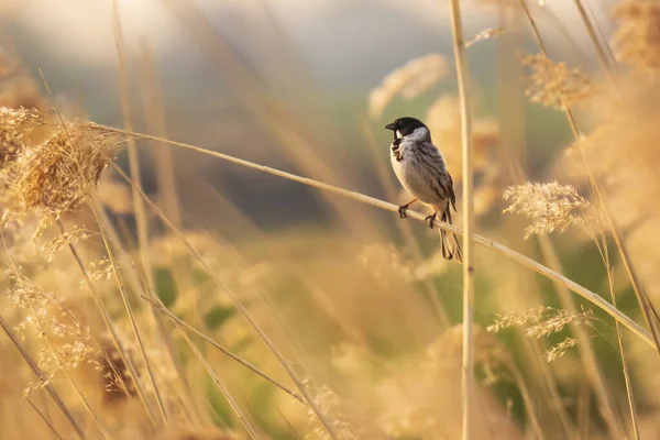 Een Gemeenschappelijke Reed Bunting Emberiza Schoeniclus Zingt Een Lied Een — Stockfoto