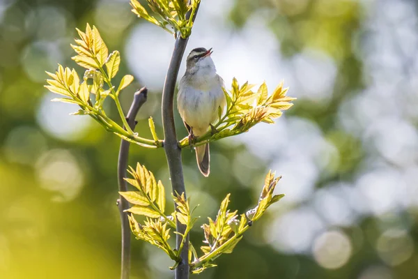 유라시아 Warbler Acrocephalus Scirpaceus 갈대에서 노래하는 여름의 — 스톡 사진