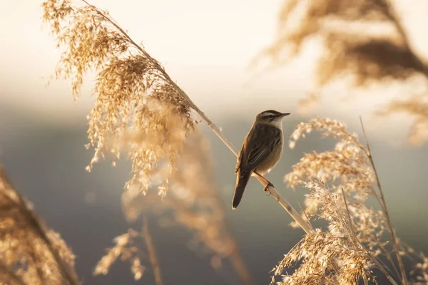 Curruca Caña Euroasiática Acrocephalus Scirpaceus Pájaro Cantando Cañas Durante Amanecer — Foto de Stock