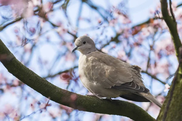 Closeup of a Eurasian collared dove (Streptopelia decaocto) bird, perched and nesting in a tree with pink blossom flowers