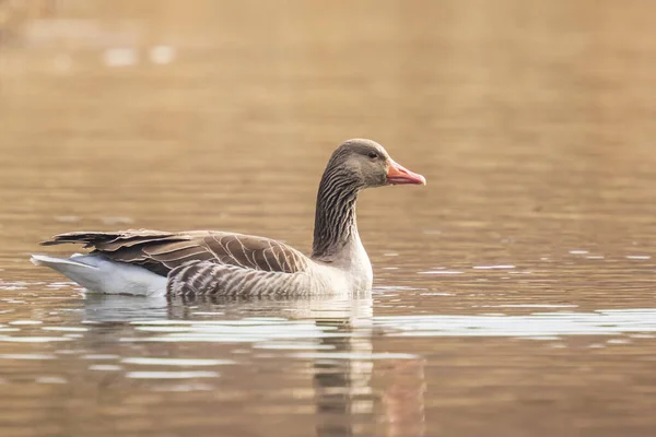 Gölde Yüzen Greylag Kazı Anser Anser Yakın Çekimi — Stok fotoğraf