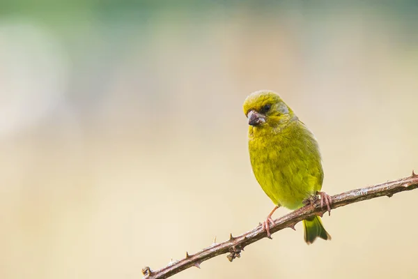 Oiseau Vert Coloré Mâle Chloris Chloris Chantant Printemps — Photo