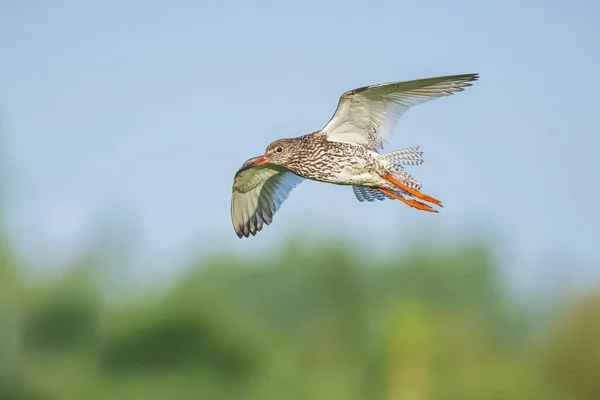 美しい一般的なRedshank Tringa Totanus鳥の飛行 — ストック写真