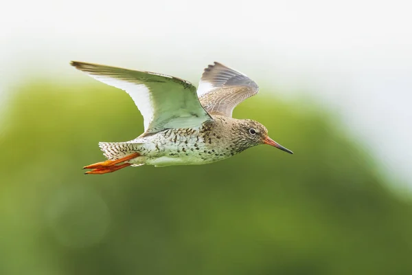 美しい一般的なRedshank Tringa Totanus鳥の飛行 — ストック写真