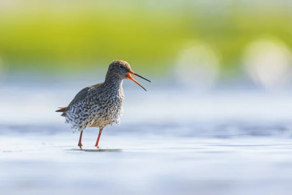 Pájaro Zancudo Rojo Común Tringa Totanus Vadeando Forrajear Agua Soleado —  Fotos de Stock