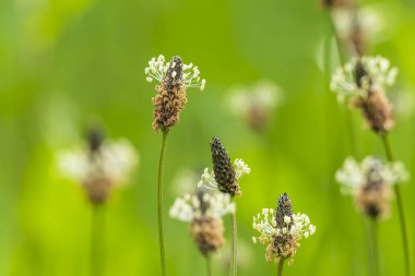 Plantago lanceolata ribwort plantain, narrowleaf plantain, English plantain, ribleaf or lamb's tongue flower closeup. This plant is considered to be an indicator of agriculture in pollen diagrams, clipart