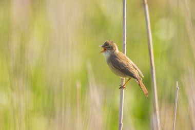 Avrasya sazlık bülbülü Acrocephalus scirpaceus kuş güneş doğarken sazlıklarda ötüyor. Güneşli bir yaz sabahı
