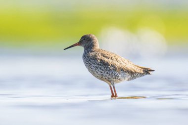 Ortak redshank tringa totanus güneşli bir da suda yem kuş wading