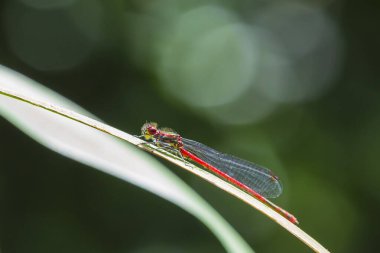 Güneşte dinlenen büyük kırmızı bir kızböceği Pyrhosoma nymphula 'nın detaylı görüntüsü.