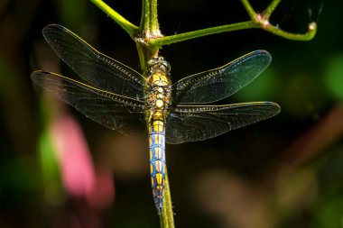 Siyah kuyruklu skimmer ( Orthetrum cancellatum), yusufçuk türü. Erkek specie dinleniyor, sıcak yaz güneş ışığında ısınma.
