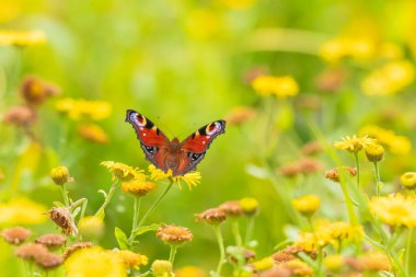 Aglais io, Çayırda dinlenen Tavuskuşu Kelebeği. arka plan, kanatlar açık