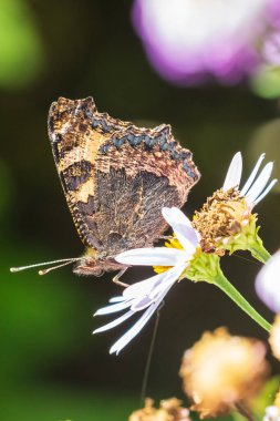 Küçük kaplumbağa kabuğu Aglais urticae kelebeği. Kapalı kanatlar. Ayrıntılı yan görüş. Canlı renkli bir çayırda, beyaz çiçeklerin üzerinde tozlaşma, doğal güneş ışığı, seçici odak, doğa tarafından izole edilmiş.