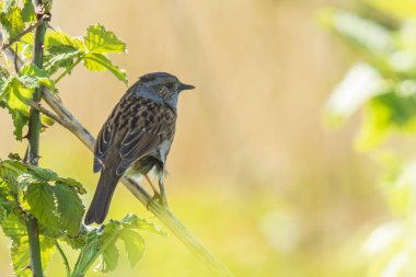 Dunnock 'un yakın çekimi, Prunella modülleri, ağaç vitrininde bir kuş ve ilkbaharda bir dişiyi cezbetmek için sabahın erken saatlerinde şarkı söylemesi..