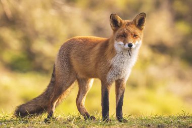 Vahşi genç kızıl tilki (vulpes vulpes) ormanda leş yiyen tilki