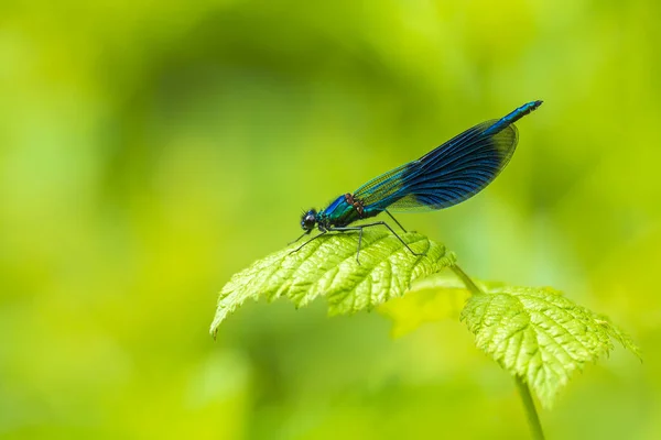 Nahaufnahme Einer Schönen Gebänderten Demiselle Calopteryx Splendens Libelle Oder Libelle — Stockfoto