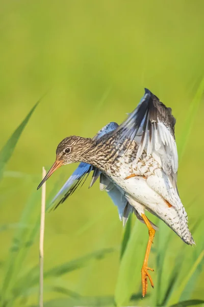 美しい一般的なRedshank Tringa Totanus鳥の飛行 — ストック写真