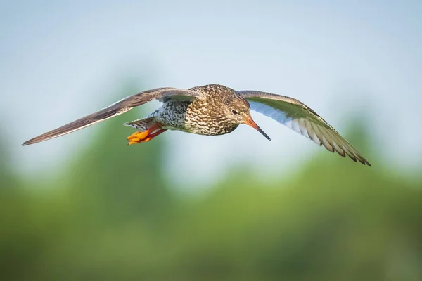 Güzel Redshank Tringa Totanus Kuşu Uçuyor — Stok fotoğraf