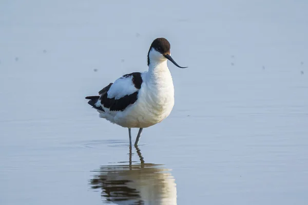 Gros Plan Pied Avocet Recurvirostra Avosetta Debout Dans Eau Recherche — Photo