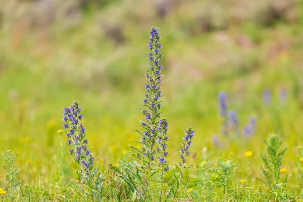 Μπλούγουιντ Bugloss Οχιάς Echium Vulgare Λουλούδια Ανθίζουν Ένα Λιβάδι Επιλεκτική — Φωτογραφία Αρχείου