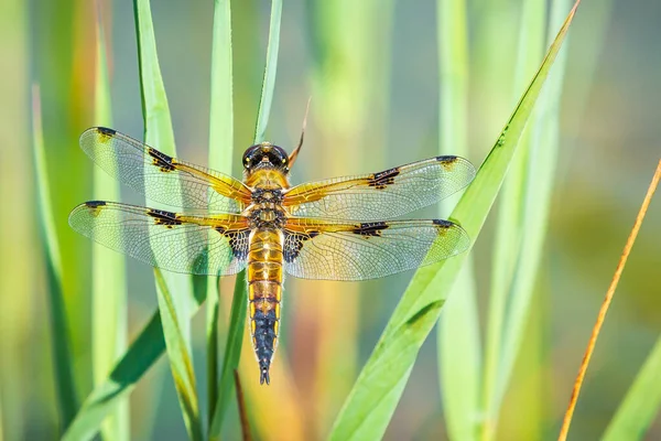 Close Four Spotted Chaser Libellula Quadrimaculata Four Spotted Skimmer Dragonfly — Stock Photo, Image