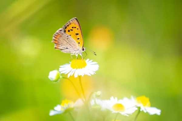 Крупный План Маленькой Обычной Медной Бабочки Ликаены Кормящей Нектар Белых — стоковое фото
