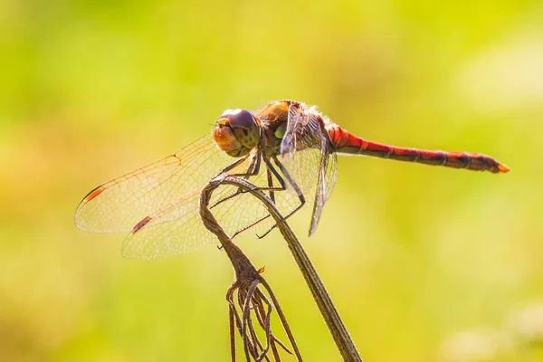 Gros Plan Sympetrum Vulgatum Vue Latérale Dard Vagabond Accrochée Végétation — Photo