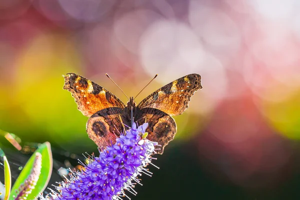 Aglais European Peacock Borboleta Vista Frontal Alimentando Flores Roxas Prado — Fotografia de Stock