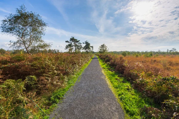 Moorland, Groote Peel Ulusal Parkı 'nda turba yosunu manzarası, Limburg, Hollanda. Güneşli mavi gökyüzünün altında sonbahar manzarası. Doğal ışık, yüksek dinamik aralık, HDR, görüntü