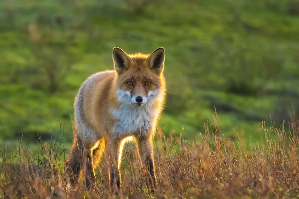 Közelkép Egy Vad Vörös Róka Vulpes Vulpes Guberáló Közben Egy — Stock Fotó