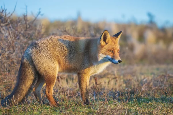 Primer Plano Zorro Rojo Salvaje Vulpes Vulpes Carroñeros Durante Una — Foto de Stock