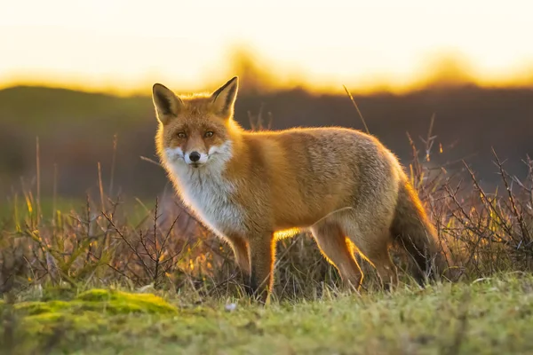 一只野生红狐的特写镜头 秃鹰在美丽的落日下觅食 — 图库照片