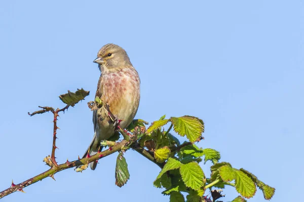 Retrato Primer Plano Pájaro Linnet Macho Carduelis Cannabina Con Mamas —  Fotos de Stock