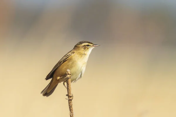 Евразийская Камышовка Acrocephalus Scirpaceus Птица Поет Камышах Время Восхода Солнца — стоковое фото