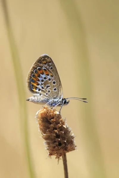 Gros Plan Une Petite Femelle Papillon Bleu Argenté Plebejus Argus — Photo