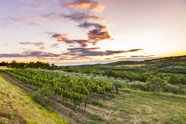 Puesta Sol Idílico Viñedo Verde Las Tierras Cultivo Istria Croacia — Foto de Stock