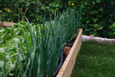 Büyüyen yeşil soğanlar. 