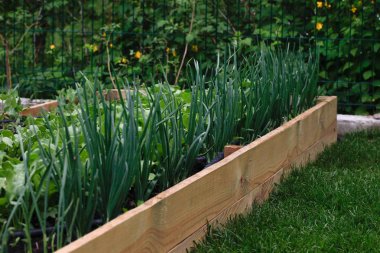 Dışında büyüyen yeşil soğan