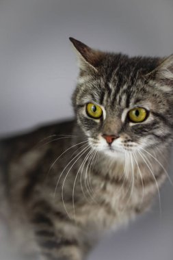 Beyaz arka planda Gri kedi