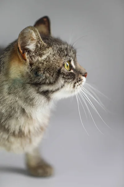 Beyaz arka planda Gri kedi