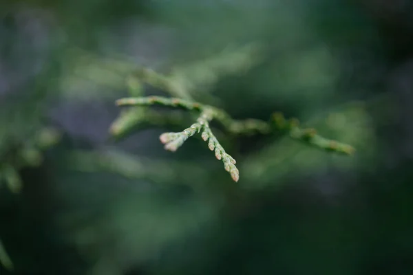 Yeşil çit Mazı ağaçlarının. Platycladus orientalis 