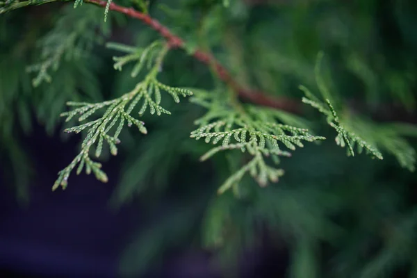 Yeşil çit Mazı ağaçlarının. Platycladus orientalis 