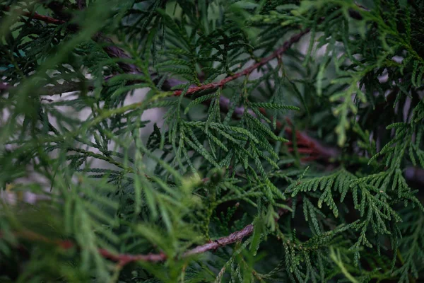 Yeşil çit Mazı ağaçlarının. Platycladus orientalis 