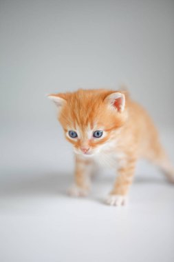 Işık arka plan üzerinde kırmızı sevimli yavru kedi