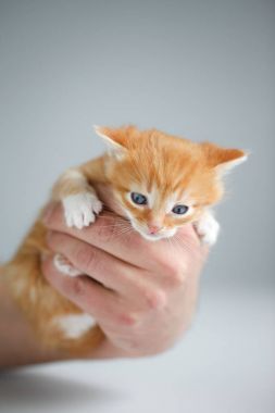 Işık arka plan üzerinde kırmızı sevimli yavru kedi