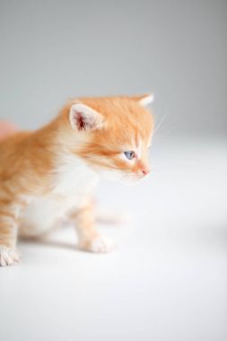 Işık arka plan üzerinde kırmızı sevimli yavru kedi
