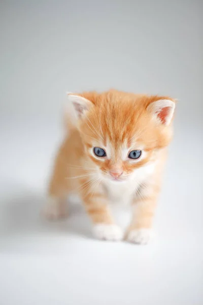 Gatinho vermelho bonito no fundo claro — Fotografia de Stock