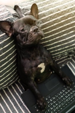 Köpekler yorgun görünen dizüstü bilgisayarlar kullanıyorlar. Evde çalışma konusu üzerinde kanepede oturmak.