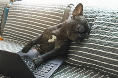 Köpekler yorgun görünen dizüstü bilgisayarlar kullanıyorlar. Evde çalışma konusu üzerinde kanepede oturmak.