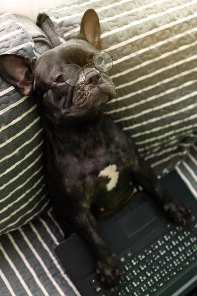 Köpekler yorgun görünen dizüstü bilgisayarlar kullanıyorlar. Evde çalışma konusu üzerinde kanepede oturmak.